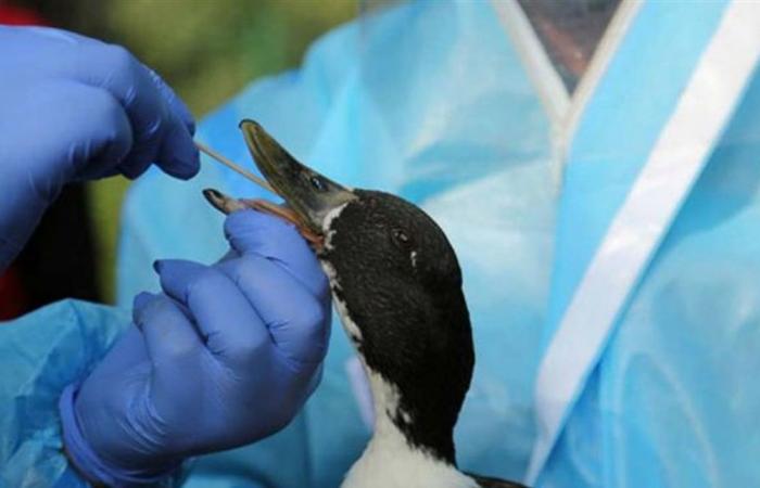 هل يمكن أن يتسبب إنفلونزا الطيور بجائحة عالمية جديدة؟