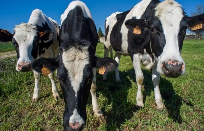 جولة وزارة الزراعة في مرفأ بيروت لمتابعة الحجر البيطري