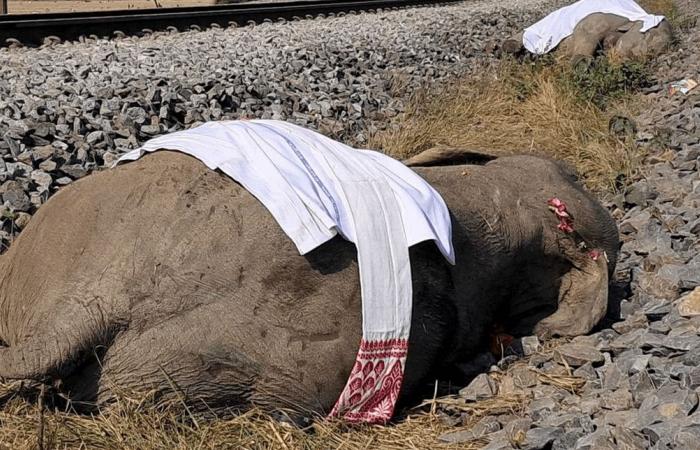 حادث مأساوي في الهند.. 7 أفيال تُقتل إثر صدام مع قطار