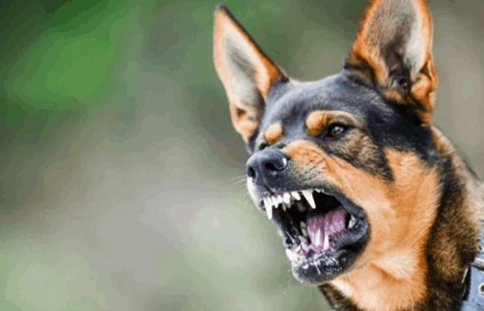 عضّة كلب تُثير جدلاً كبيراً في العراق... ما الذي حصل؟