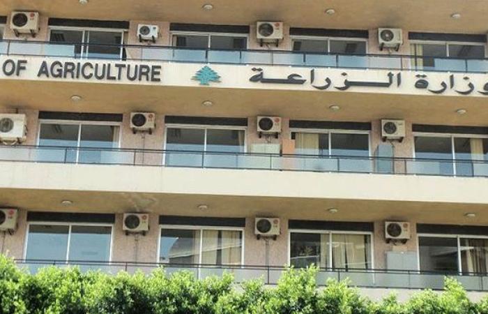 الزراعة توزع بذور قمح محسّنة لتعزيز الإنتاج والأمن الغذائي