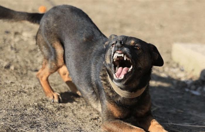 عضة الكلب "المسعور".. هذا ما تسببه لك