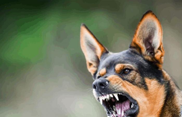 كلاب ضالة تُدخل الطالب يوسف إلى المستشفى... ما حصل معه مروّع