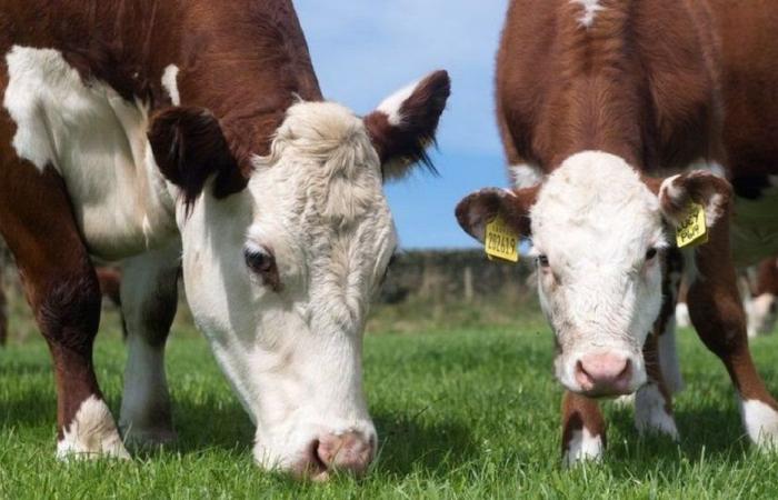 ضبط 74 رأسًا من الأبقار المهرّبة من سوريا