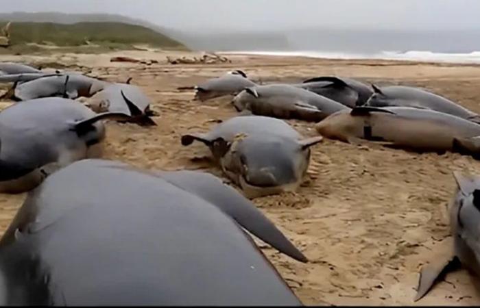 مأساة بحرية.. نفوق حيتان بعد جنوح جماعي في نيوزيلندا