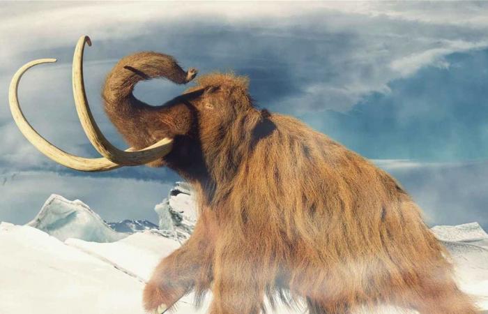 "آخر ماموث" لم يكن ماموثًا… مفاجأة من التحاليل الجينية