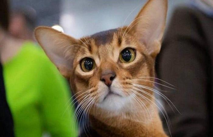 قطة روسية تتصدر قائمة أفضل القطط في العالم لعام 2025.. هذا اسمها (صورة)