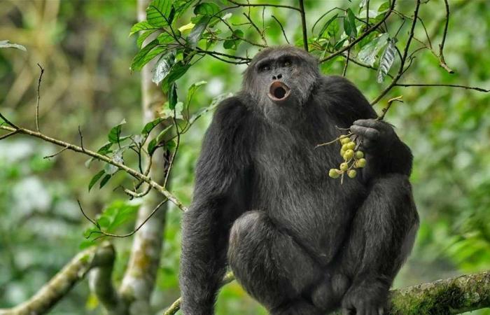 الشمبانزي يكشف سر المراهقين… لماذا يزداد السلوك الخطِر؟