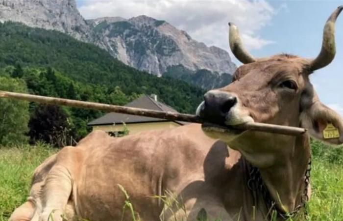 بقرة تستخدم الأدوات بذكاء استثنائي