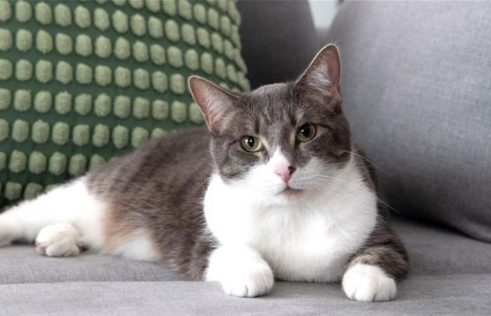 لماذا تصر قطتك على الجلوس في مكانك المفضل؟