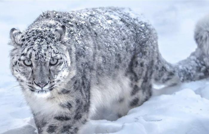 أثناء محاولة التقاط سيلفي.. سائحة تتعرض لهجوم من نمر ثلجي نادر (فيديو)