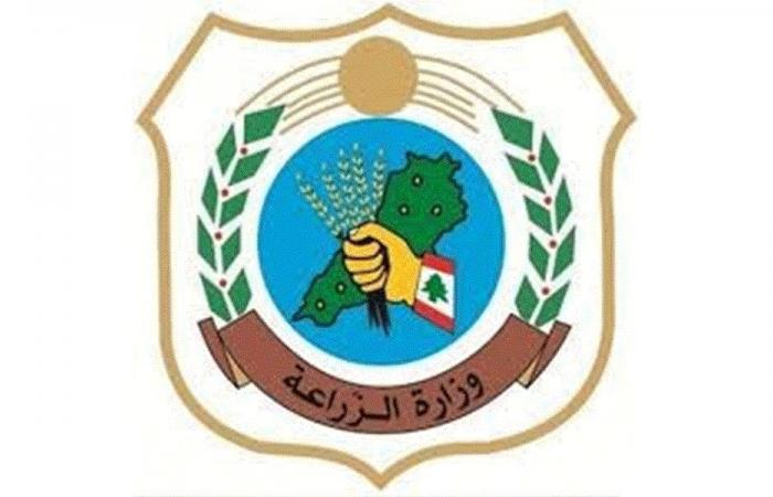 “الزراعة”: إجراءات لضبط حركة سوق البطاطا