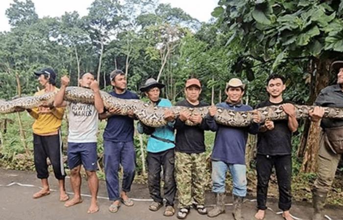 رصد أطول ثعبان بري في العالم بإندونيسيا