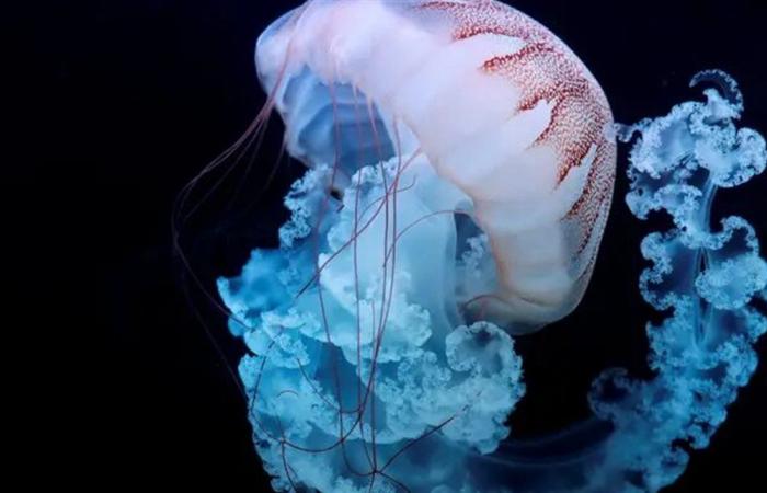 ظاهرة غريبة ستبهرك.. "قنديل بحر" كائن يُعيد كتابة مفهوم الحياة والبقاء