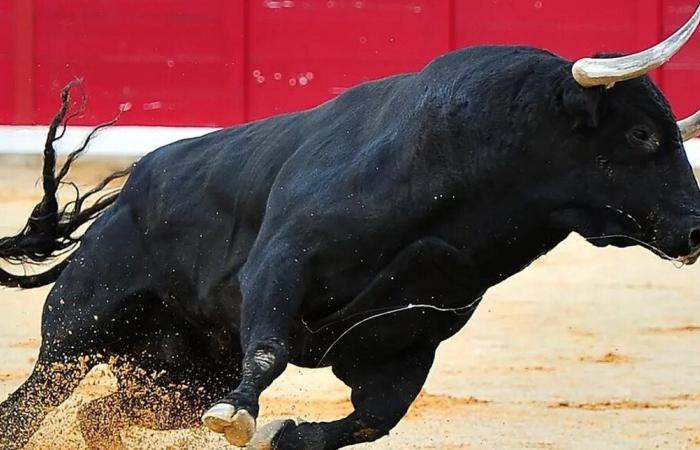 بالفيديو..مصرع مسن خلال مهرجان لمصارعة الثيران في إسبانيا