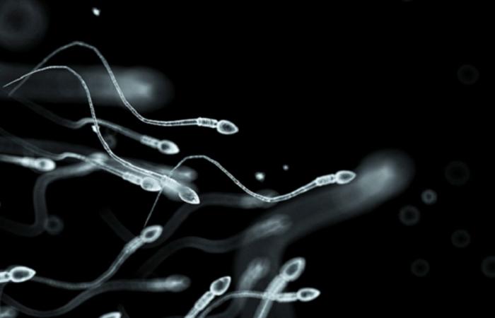 متى يبدأ إنتاج الحيوانات المنوية بالتراجع عند الرجل؟