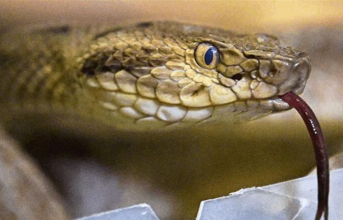 أفعى لدغت رجلاً فماتت هي.. ما السبب؟