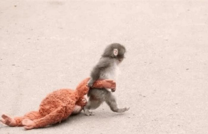 بالصور.. دمية تصبح أما لقرد هجرته أمه بعد ولادته