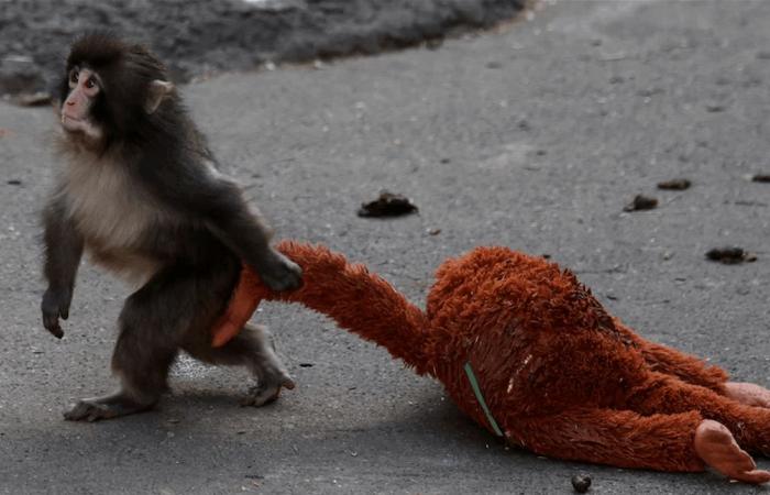 بعد قصة القرد الوحيد.. زيادة هائلة في مبيعات دمية إيكيا