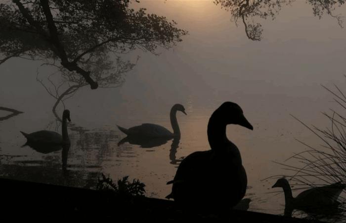 نفوق عشرات البجع في لندن.. ومخاوف من إنفلونزا الطيور