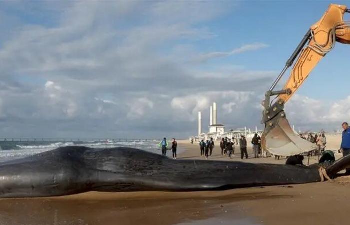 قرب شواطئ غزة.. جثة لحوت العنبر