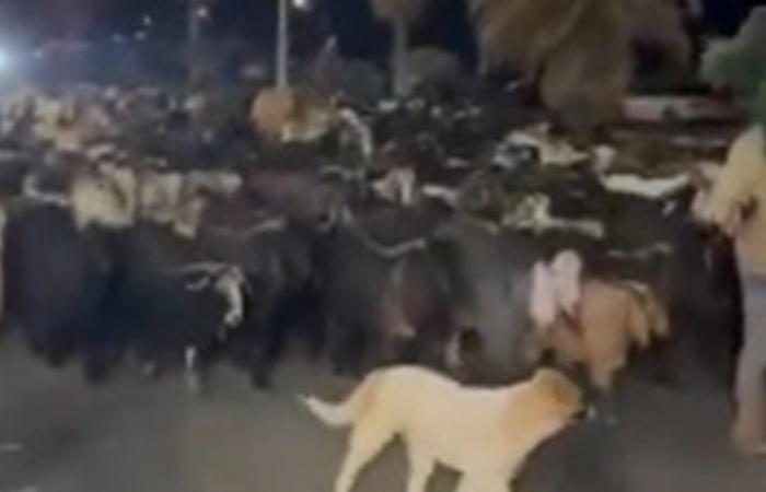 قطيع ماعز في منطقة الروشة (فيديو)