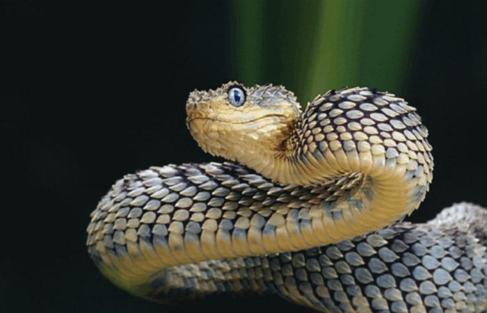 ثعابين مختبئة داخل مكيف في غرفة نوم أحد المنازل.. شاهدوا الفيديو