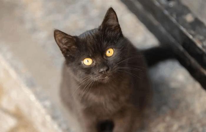 هرّ أنقذ حياته قبل أن يموت