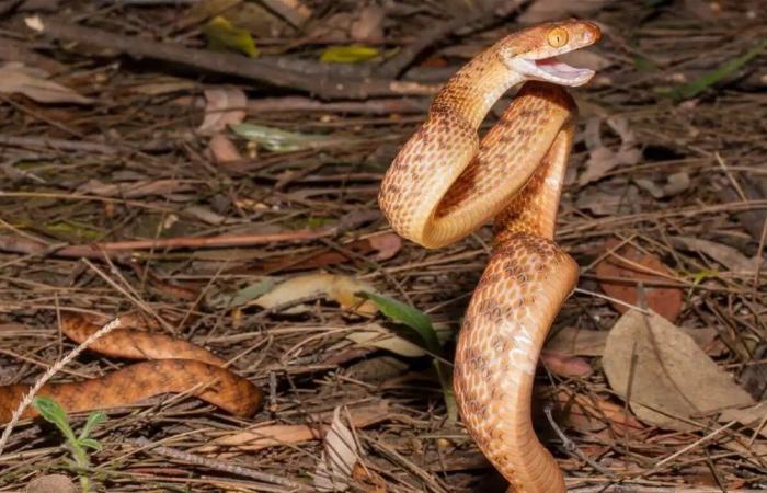 كيف تتحدى الجاذبية؟.. دراسة حديثة تفك لغز "الوقوف الرأسي" للأفاعي