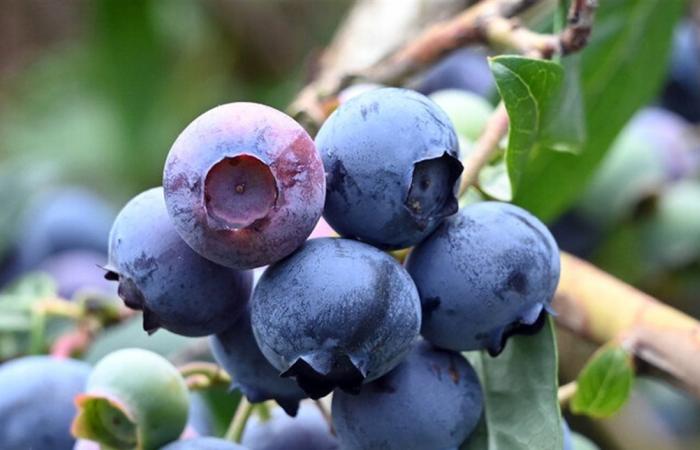 التوت الأزرق البري.. جرعة يومية تحمي القلب وتحسّن الهضم