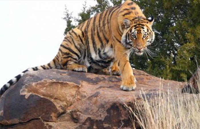 حالته خطيرة... نمرٌ يُهاجم طفلاً في العراق!