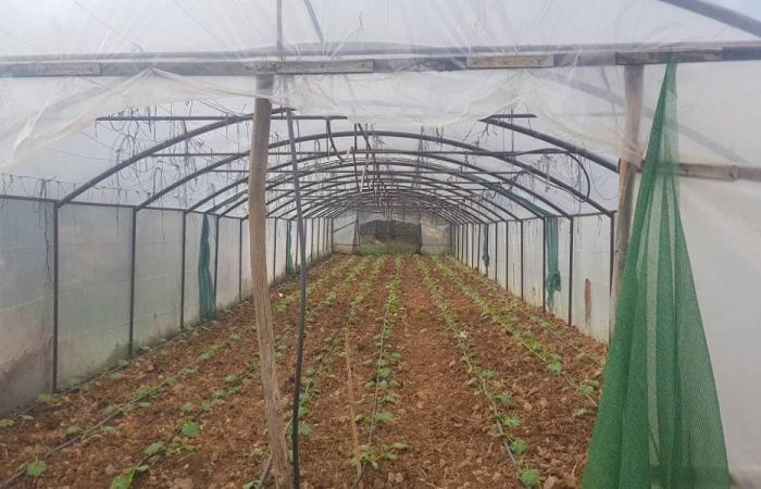 القطاع الزراعي يواجه صعوبات غير مسبوقة