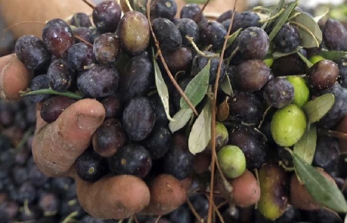 تضرّر 22 في المئة من الأراضي الزراعية في لبنان!