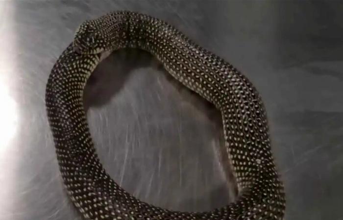 لغز "الأوروبوروس".. لماذا تبتلع الثعابين ذيولها حتى الموت؟