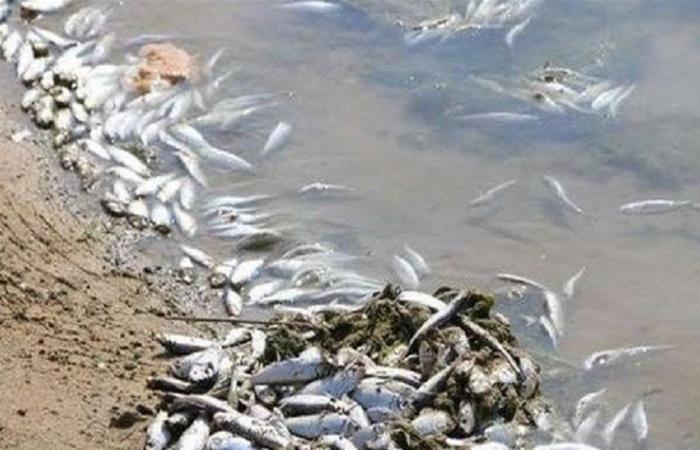 كارثة بيئيّة... نفوق أطنان من الأسماك في العراق