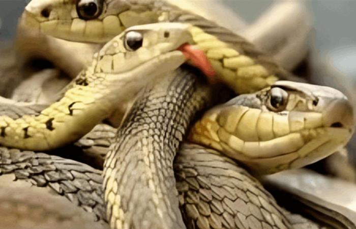 الأفعى في منامك.. ما تفسيرها؟