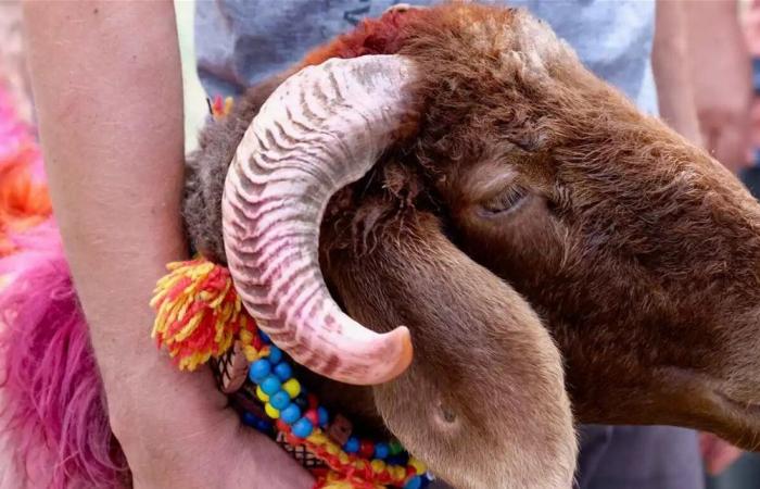 خوفاً من الأسعار.. زحف مبكر نحو المزارع في المغرب والسبب صادم!