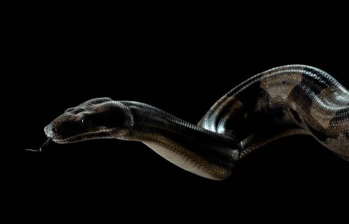 "الثعابين في المنام".. ما الرسائل التي يخبئها عقلك الباطن؟