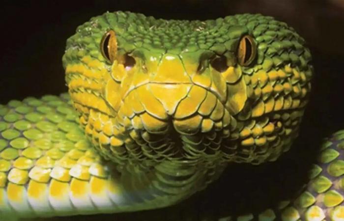 اكتشاف "أفعى لغز" حيّر العلماء.. تجمع صفات فصائل متناقضة في جسد واحد!