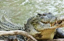 مشهد سينمائي في الغابة.. نهاية المأساوية لرجل حاصرته الأفيال والتماسيح