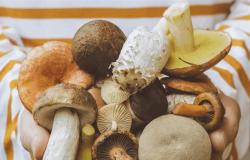 ماذا يحدث لضغط دمك عند تناول الفطر بانتظام؟