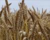 روسيا تضاعف رسوم صادرات القمح