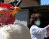 روسيا تسجل أول إصابة بشرية بإنفلونزا الطيور AH5N8