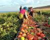 مصر : ارتفاع حجم الصادرات الزراعية بنحو 5%