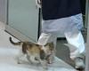 قطة تحمل صغيرها المريض إلى المستشفى وتطلب المساعدة