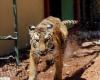 العثور على النمر المفقود في مدينة هيوستن الأميركية -فيديو