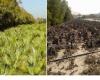 دبي : مشروع المليون شجرة تحول إلى مقبرة