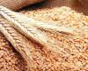 روسيا تزيد صادرات القمح إلى الجزائر