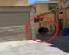نعامة تهرب في أحد شوارع السعودية – فيديو
