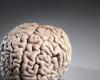 'كوفيد' يمكن أن يسبب انكماشا في الدماغ.. اليكم آخر الدراسات